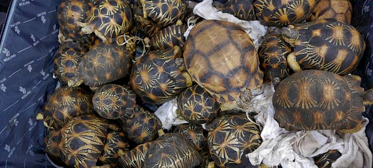 An assessment of wildlife trade between Madagascar and Southeast Asia