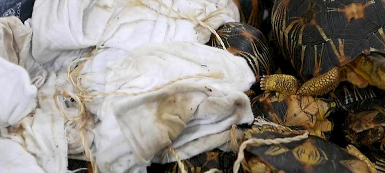 Wildlife crime court cases in Madagascar