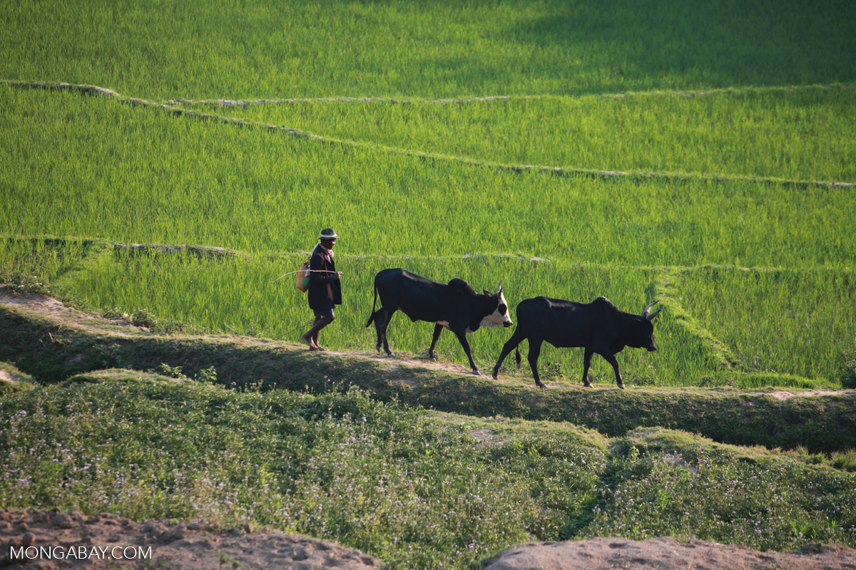 World Bank-backed attempt to commercialize Madagascar&rsquo;s beef industry falters