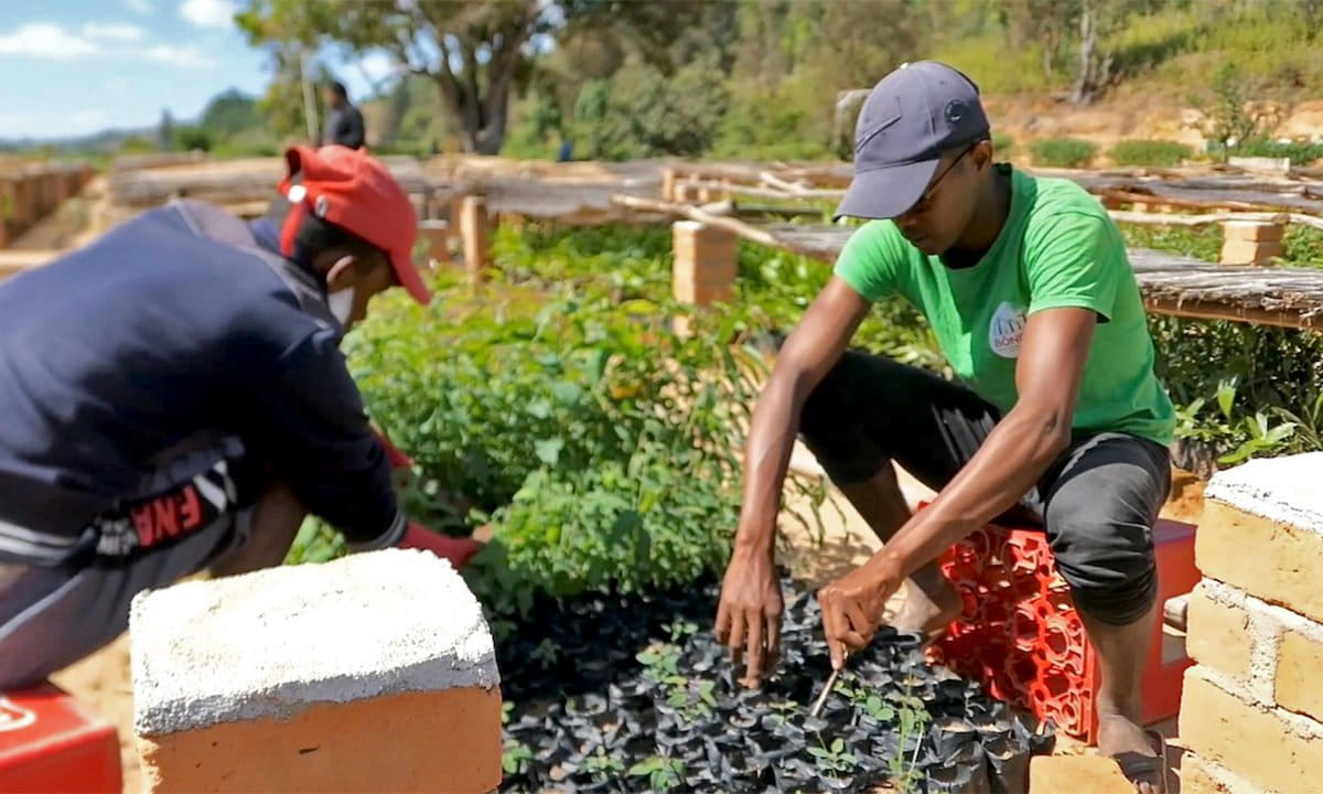 In Madagascar, a tree-planting business goes long on social, short on eco